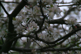 Malus sylvestris Wilde appel bestellen